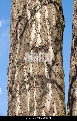 Tronco di albero di Ginkgo biloba Foto Stock