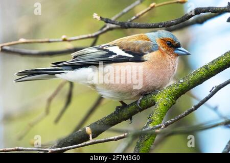 Fringilla coelebs comuni Foto Stock
