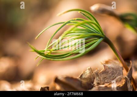 Pini giovani germogliati di recente Foto Stock