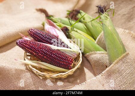 Mais rosso sbucciato fresco (Ruby Queen Hybrid) su sfondo vintage Foto Stock