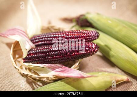 Mais rosso sbucciato fresco (Ruby Queen Hybrid) su sfondo vintage Foto Stock