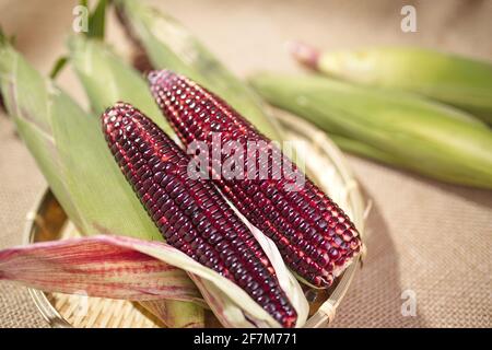 Mais rosso sbucciato fresco (Ruby Queen Hybrid) su sfondo vintage Foto Stock