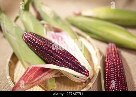 Mais rosso sbucciato fresco (Ruby Queen Hybrid) su sfondo vintage Foto Stock