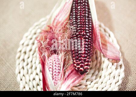 Mais rosso sbucciato fresco (Ruby Queen Hybrid) su sfondo vintage Foto Stock