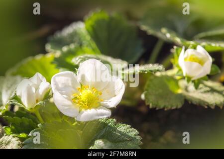 Fiore di fragola che fiorisce alla luce del sole Foto Stock