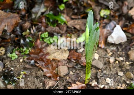 Germoglio di un fiore del daffodil che cresce in un bordo del giardino. Il suo nome botanico è Narcissus. Nessuna gente. Foto Stock