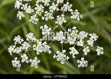 Umbellifera fiorente nel Gloucestershire Cotswolds Regno Unito Foto Stock