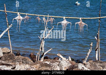 Essiccazione del polpo su bastone di legno, isola di Rodrigues Foto Stock