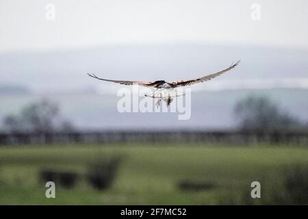 Butser Hill, Petersfield. 8 aprile 2021. Intervalli di sole nel sud dell'Inghilterra oggi. Un kestral (Falco Tinnunculus) che si snodano sulla cima di Butser Hill a Petersfield in Hampshire. Credit: james jagger/Alamy Live News Foto Stock