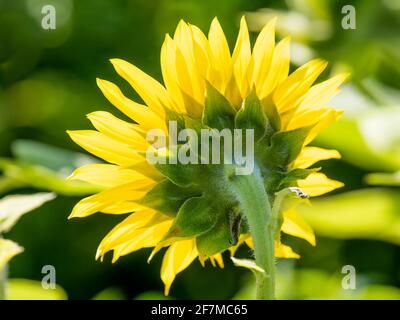 Retro di un girasole che si illumina per essere retroilluminato dal sole Foto Stock