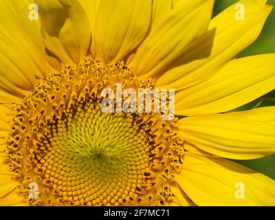 Cloae-up di una porzione di girasole Foto Stock