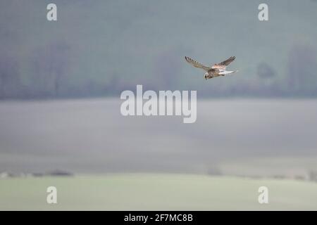 Butser Hill, Petersfield. 8 aprile 2021. Intervalli di sole nel sud dell'Inghilterra oggi. Un kestral (Falco Tinnunculus) che si snodano sulla cima di Butser Hill a Petersfield in Hampshire. Credit: james jagger/Alamy Live News Foto Stock