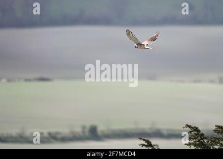 Butser Hill, Petersfield. 8 aprile 2021. Intervalli di sole nel sud dell'Inghilterra oggi. Un kestral (Falco Tinnunculus) che si snodano sulla cima di Butser Hill a Petersfield in Hampshire. Credit: james jagger/Alamy Live News Foto Stock