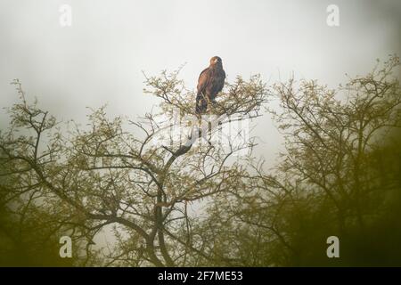 aquila più grande macchiata appollaiata sull'albero durante la migrazione invernale in luce di prima mattina al parco nazionale keoladeo o bharatpur uccello santuario rajasthan Foto Stock