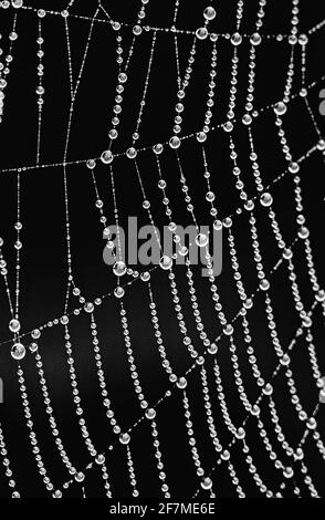 Mattina rugiada su un ragno's web - Dorset UK Foto Stock
