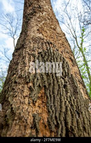 Albero danneggiato da barbabietola di legno-alesaggio che tunnel sotto la corteccia di un albero, che muoiono se pesantemente infestato Foto Stock