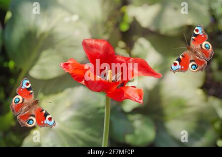 Tulipano rosso su sfondo di foglie verdi non focalizzate e una farfalla con un occhio di pavone. Messa a fuoco selettiva, concetto di primavera Foto Stock