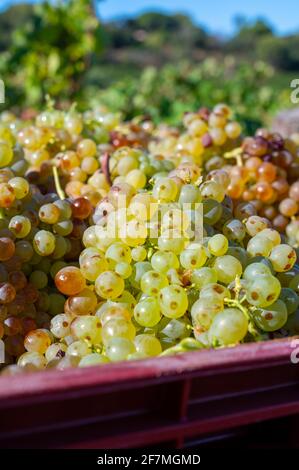 Avvio del processo di vinificazione, vendemmia di uve bianche Vermentino o Rolle su vigneti nelle Cotes de Provence, regione Provence, a sud della Francia c Foto Stock