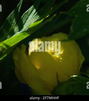 Paeonia lutea var. ludlowii Foto Stock