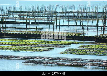 Fattoria di Oyster nella baia di Arcachon, Francia Foto Stock