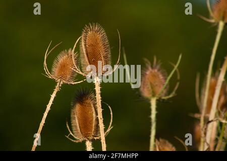 Latte secco fiore di cardo su sfondo sfocato, Italia Foto Stock