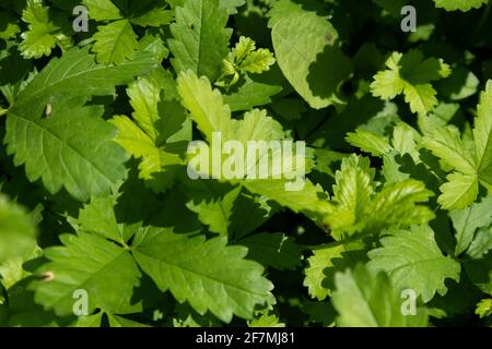 Foglie di piante selvatiche dalla terra in campagna, Italia Foto Stock