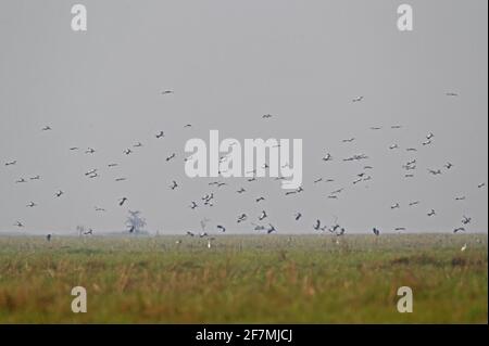 Asian Openbill (Anastomus oscitans) gregge atterraggio in risaie in ealy mattina Ang Trapeang Thmor, Cambogia Gennaio Foto Stock