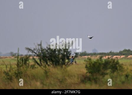 Bengala Florican (Houbaropsis bengalensis blandini) Uomo adulto che vola sopra l'uomo su ciclomotore Cambogia Gennaio Foto Stock