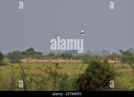 Bengala Florican (Houbaropsis bengalensis blandini) adulto maschio flying praters Cambogia Gennaio Foto Stock