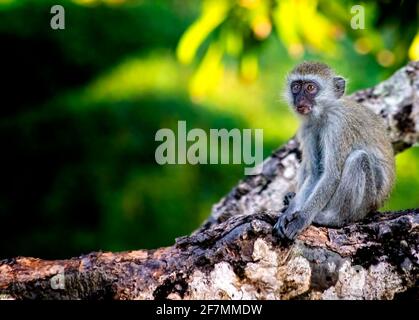 Bambino di scimmia di Sykes, Cercopithecus albogularis, seduto su un albero e guardando con la bocca piena alla spiaggia di Diani. È carino. È una foto della fauna selvatica Foto Stock