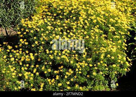 Euryops chrysanthemoides daisy africano cespuglio o occhio di bue che cresce in un'urbanizzazione in Santander Cantabria Spagna Foto Stock