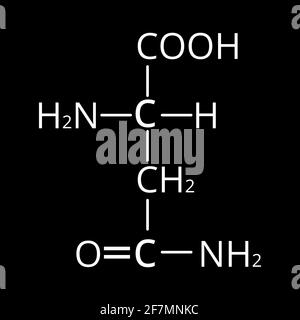 L'asparagina è un amminoacido. Formula chimica molecolare l'asparagina è amminoacido. Illustrazione vettoriale su sfondo isolato Illustrazione Vettoriale