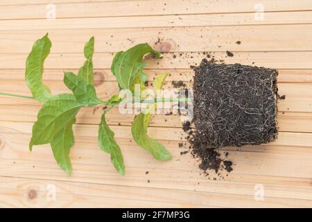 Frutto della passione pianta nel processo di repottig - selettivo Focus - piante esotiche in crescita a casa concetto Foto Stock