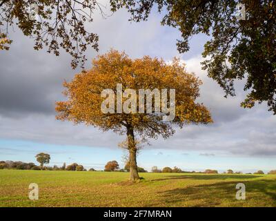 Lone Oak Tree nelle stagioni. Tardo autunno nel pomeriggio di novembre. Una di una serie di immagini di questo albero attraverso le stagioni e il tempo. Foto Stock