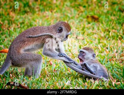 Due scimmie stanno giocando e combattendo. Sono Sykes, Cercopithecus albogularis, sulla spiaggia di Diani. È carino. Questa è una foto della fauna selvatica in Kenya Foto Stock