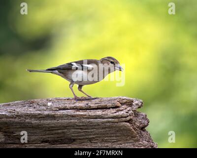 Femmina comune chaffinch, Fringilla coelebs, su tronchi nel Regno Unito Foto Stock