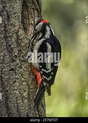 Great Spotted Woodpecker, Dendrocopos Major, su albero accanto al buco Foto Stock