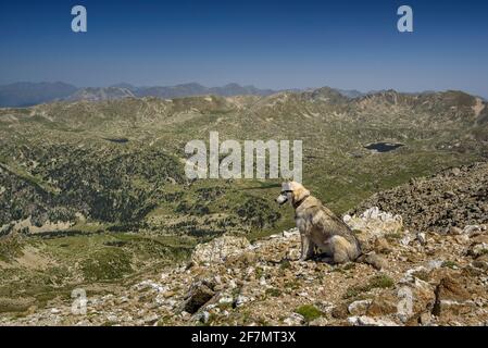 Montagne dei Pirenei viste dalla cima Tossa Plana de Lles, tra Catalogna e Andorra (Cerdanya, Pirenei, Spagna) Foto Stock