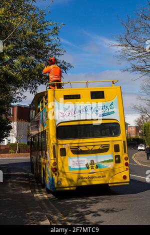 Taglio indietro alberi a strapiombo dalla cima di autobus a due piani gialli autobus gialli autobus per passare sotto a Bournemouth, Dorset UK nel mese di aprile Foto Stock