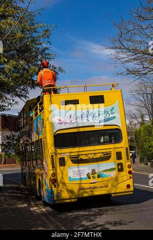 Taglio indietro alberi a strapiombo dalla cima di autobus a due piani gialli autobus gialli autobus per passare sotto a Bournemouth, Dorset UK nel mese di aprile Foto Stock