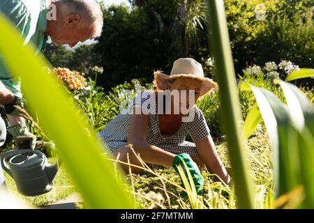 Felice giardinaggio caucasico senior coppia, tendente a piante in giardino soleggiato Foto Stock