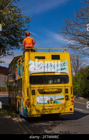 Taglio indietro alberi a strapiombo dalla cima di autobus a due piani gialli autobus gialli autobus per passare sotto a Bournemouth, Dorset UK nel mese di aprile Foto Stock