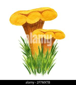 Golden chanterelle mazzo in erba, vista frontale Foto Stock