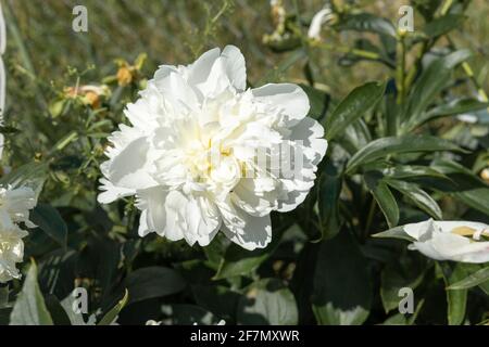 grandi fiori di peonie bianche da vicino. Foto Stock