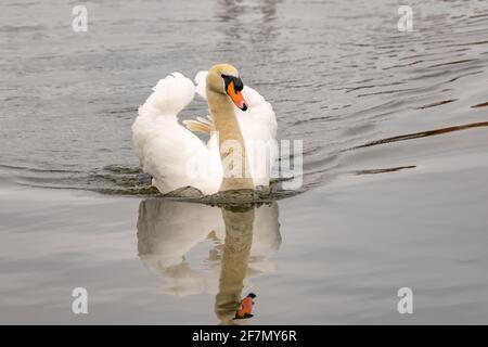 Un unico mute swan (Cygnus olor) Nuotare sul fiume Bure nel villaggio di Hoveton E Wroxham nel cuore dei Norfolk Broads Foto Stock