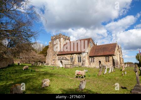 Pascolo di pecore nel cortile di St Thomas a Becket Church, Brightling, East Sussex, Regno Unito Foto Stock