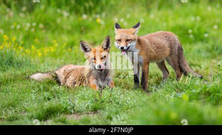 Due volpe rosse che giacciono su un prato verde nella natura estiva Foto Stock