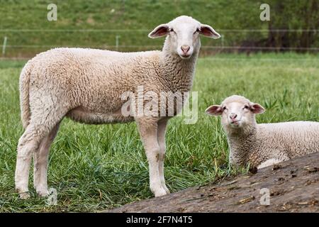Primo piano di due agnelli giovani in paddock verde guardando la fotocamera. Foto Stock