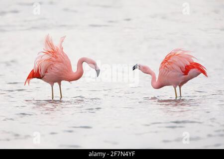 Due fenicotteri cileni (Fenicotterus chilensis) che invadono nel lago, nei Paesi Bassi Foto Stock