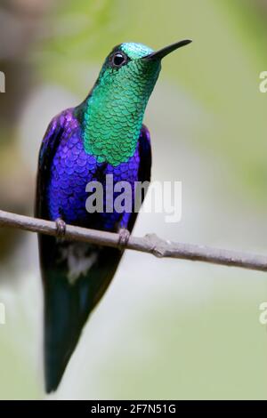 Maschio coronato Woodnymph (Thalurania colombica) su ramo, Alambi Cloudforest, Ecuador Foto Stock